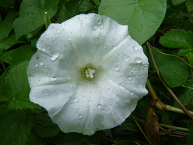 Unique grande fleur blanche (jusque 6 ou 7 cm de diamètre). Agrandir dans une nouvelle fenêtre ou onglet)